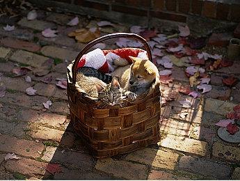 Steam格斗游戏节提前举行 7月16日凌晨1点开启